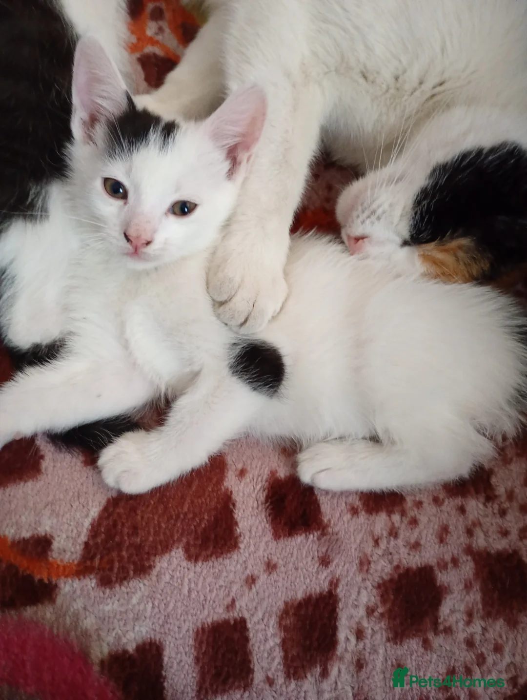 Mixed Breed cats for sale: beautiful kittens  - Advert 1