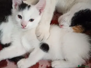 Mixed Breed cats beautiful kittens - Advert 6