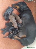 Miniature Dachshund dogs - Advert 7