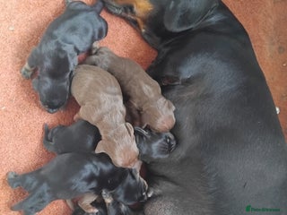 Miniature Dachshund dogs - Advert 2