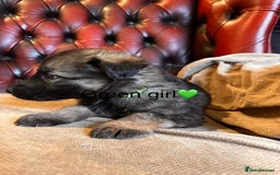 German Shepherd dogs for sale: Long-Haired Straight Back German Shepherd Puppies - Image 27