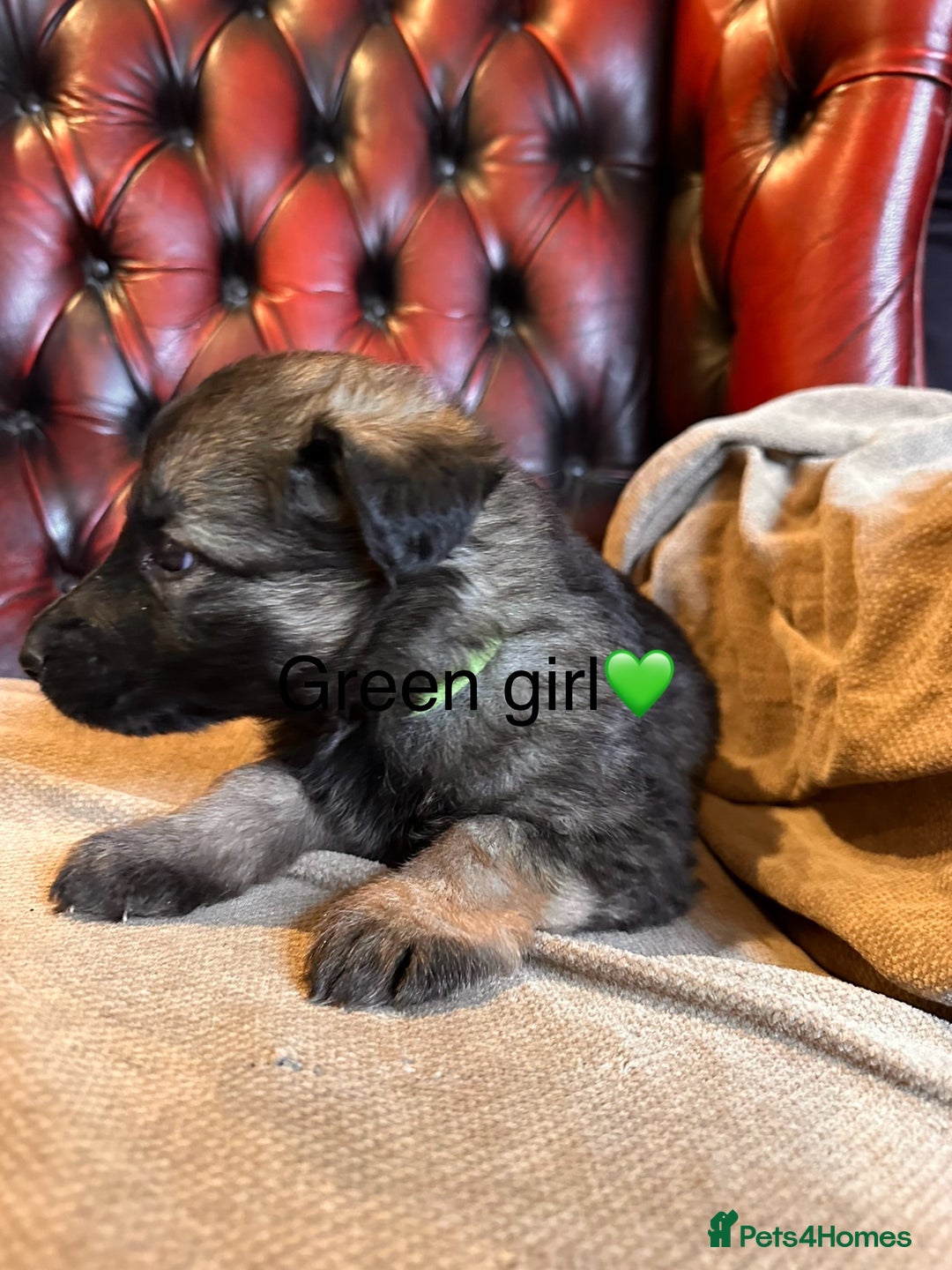 German Shepherd dogs for sale: Long-Haired Straight Back German Shepherd Puppies - Image 27