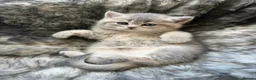 British Shorthair cats for sale: British Shorthair Kittens  - Advert 3