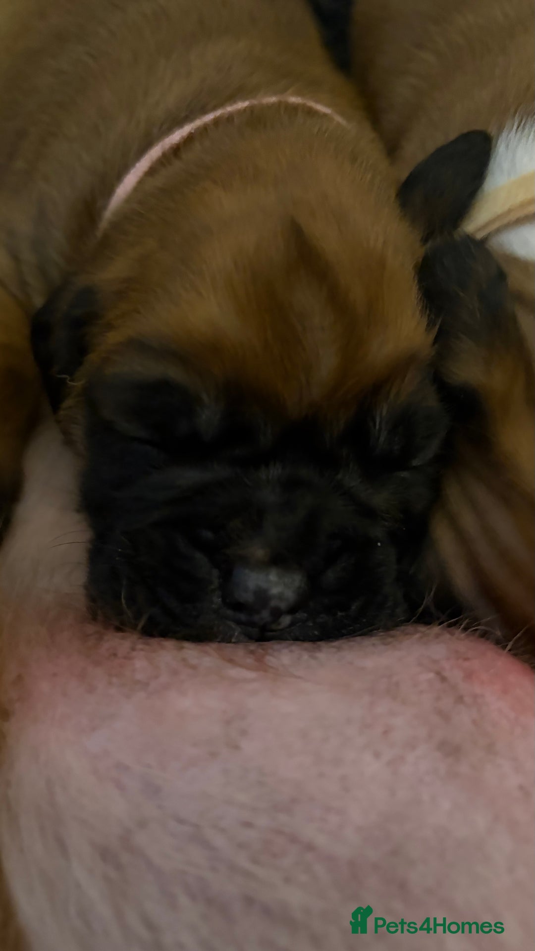 Boxer dogs for sale: Beautiful Boxer Puppies - Advert 2