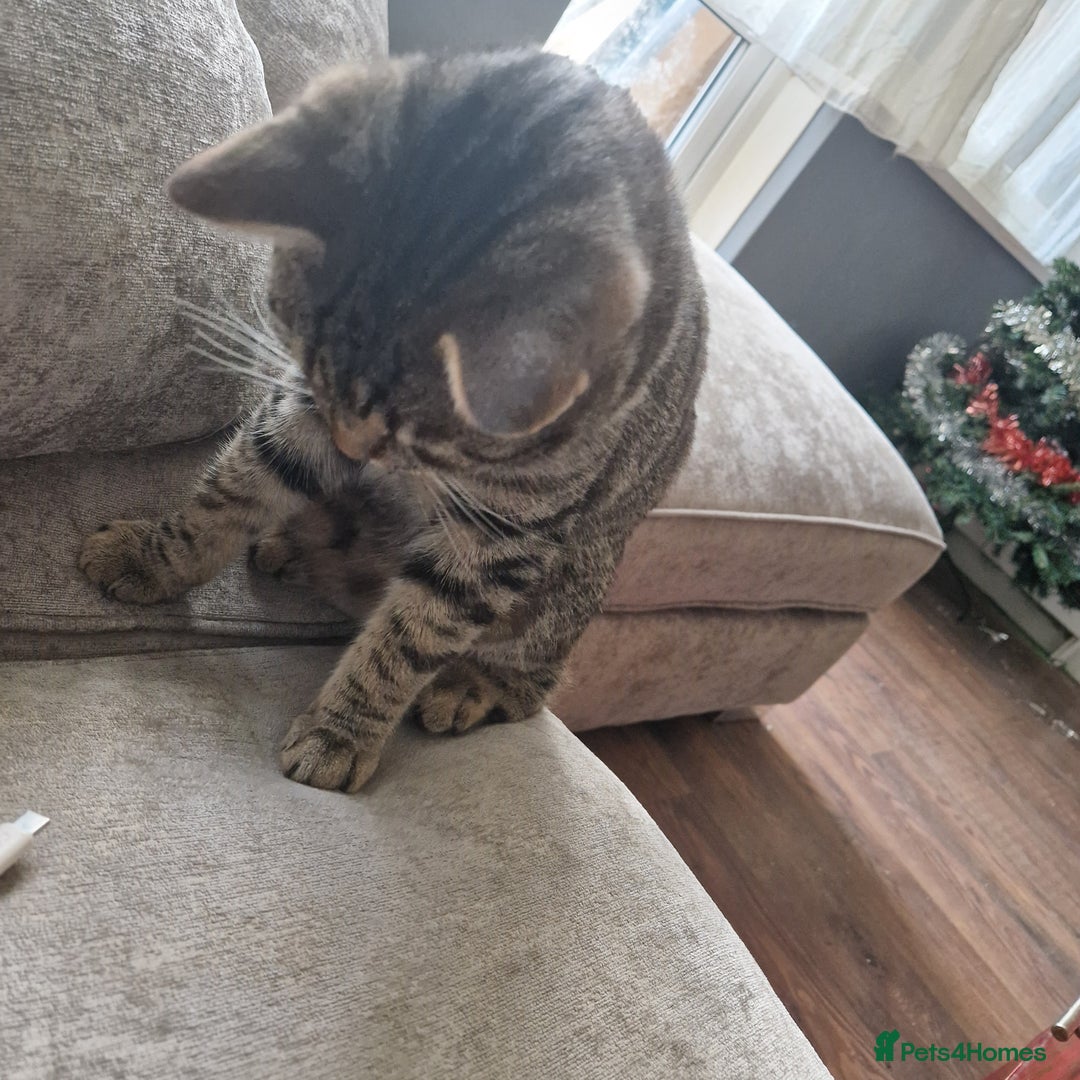 Mixed Breed cats for sale: Beautiful 18mth old Boy cat  - Advert 2