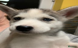 Utonagan dogs for sale: Husky x malamute  - Image 20