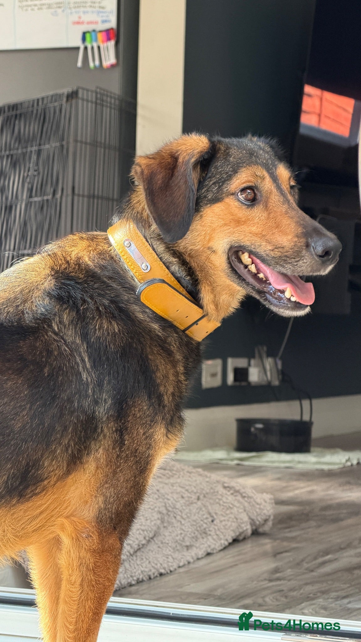 Mixed Breed dogs Brownie | Gentle, Shy & Ready to Trust ❤️ - Advert 1