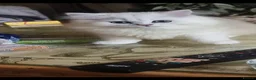 Persian cats for sale: Persian chinchilla  - Advert 3