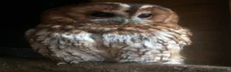 Mixed Breed birds for sale: Tawny owls  in Maldon - Advert 3