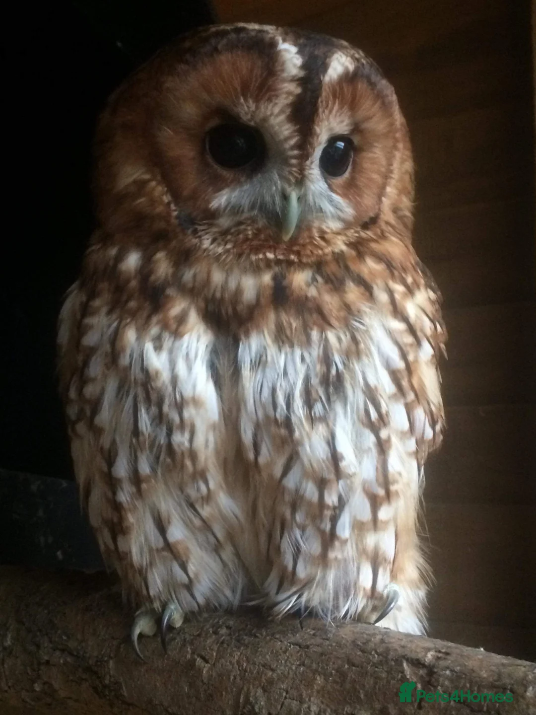 Mixed Breed birds for sale: Tawny owls  in Maldon - Advert 3