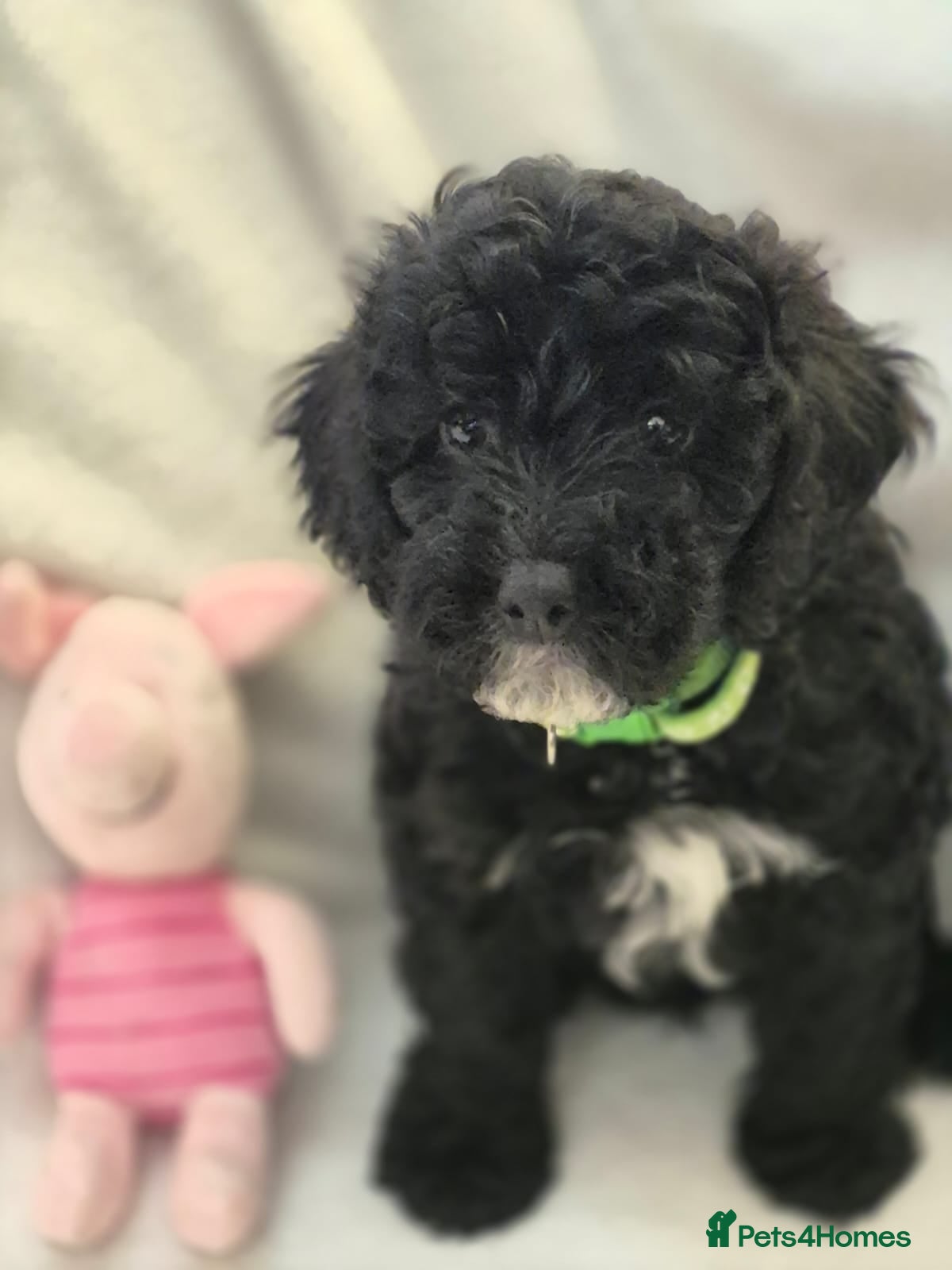 Lhasapoo dogs Gorgeous Lhachon/Poodle - Advert 2