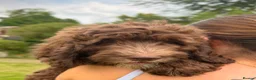 Saint Berdoodle dogs for sale: Premium St Berdoodle Puppies  - Advert 11