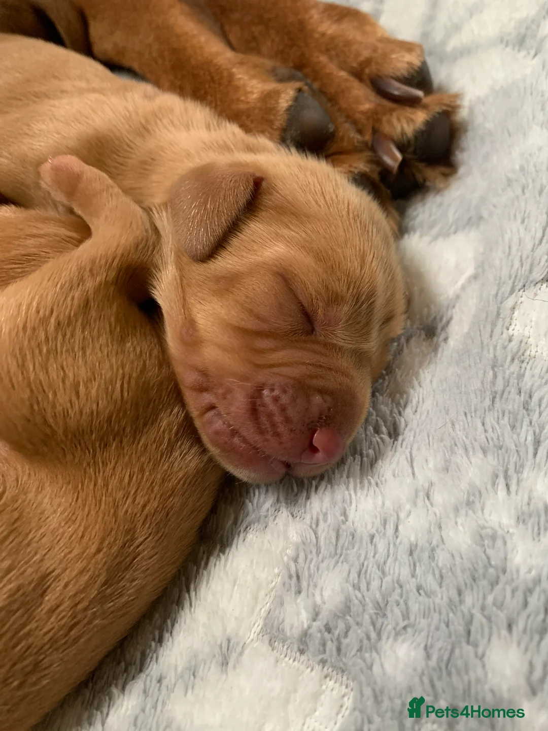 Hungarian Vizsla dogs for sale: Stunning litter of KC Hungarian Vizslas  - Advert 5