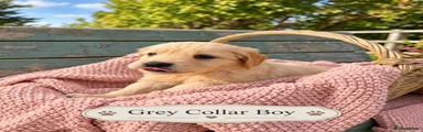 GREY COLLAR BOY