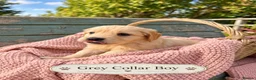 Golden Retriever dogs for sale: Beautiful KC Puppies No Endorsements  - Advert 20
