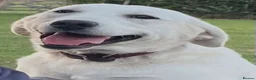 Labrador Retriever dogs for sale: Beautiful Cream KC Labrador Puppies - Advert 10