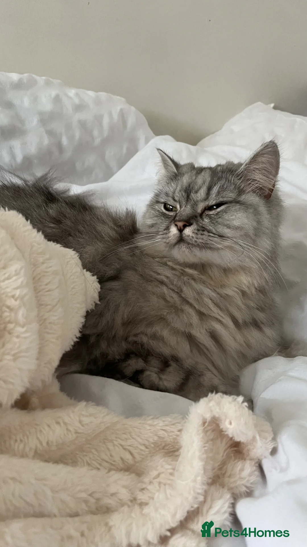 Persian cats for sale: GREY PERSIAN-TABBY FEMALE || 1 year and a half in Manchester - Advert 1