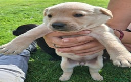 Labrador Retriever dogs for sale: Fifth generation pedigree pups  - Image 4