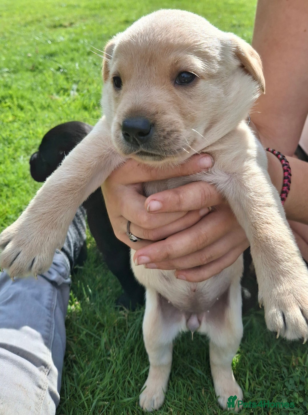 Labrador Retriever dogs for sale: Fifth generation pedigree pups  - Image 4