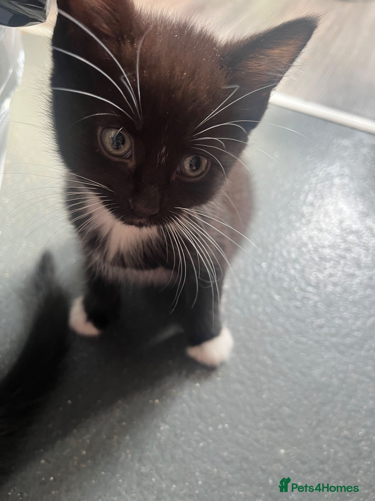Mixed Breed cats 1 male - 4 female  - Advert 2