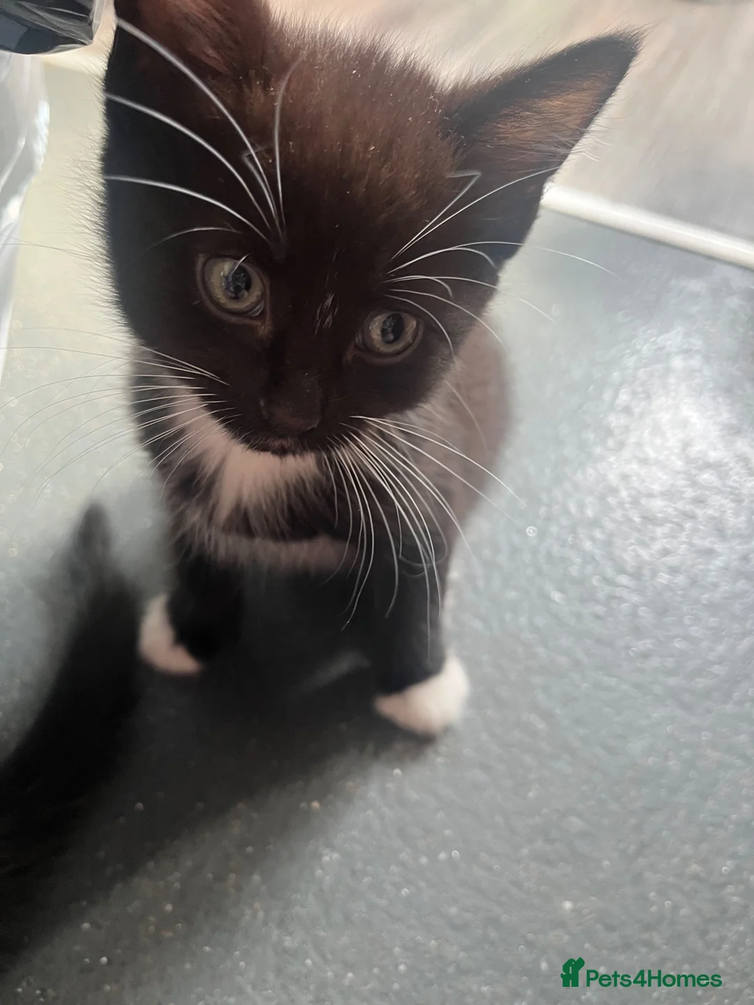 Mixed Breed cats for sale: 1 male - 4 female  - Advert 1