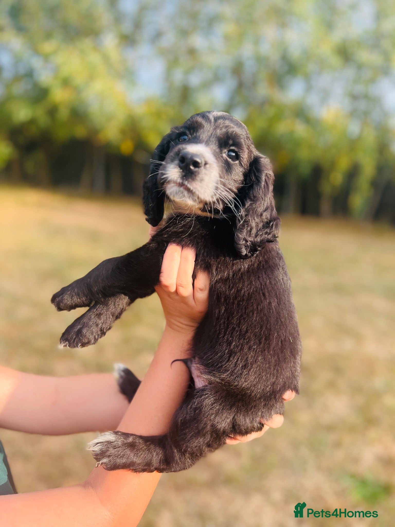 Cocker Spaniel dogs ready now - Advert 2