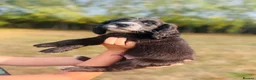 Cocker Spaniel dogs for sale: Stunning cocker spaniels ready now - Advert 5