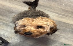 Mixed Breed dogs for sale: Yorkiepoo  - Advert 1