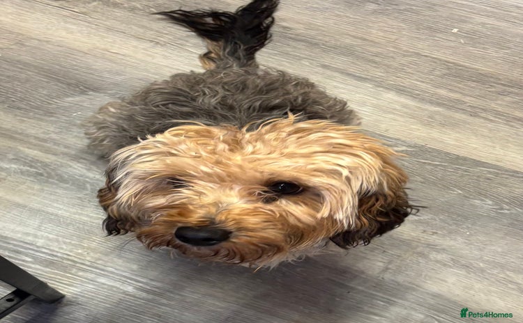 Mixed Breed dogs Yorkiepoo  - Advert 14