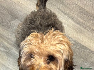 Mixed Breed dogs Yorkiepoo - Advert 10