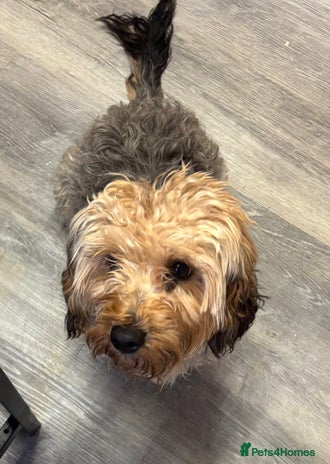 Mixed Breed dogs Yorkiepoo - Advert 1