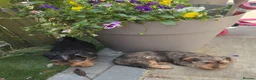 Yorkshire Terrier dogs for sale: Male Merle Yorkshire terrier  - Advert 3