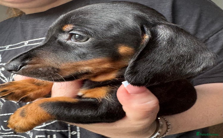 Dachshund dogs - Advert 3