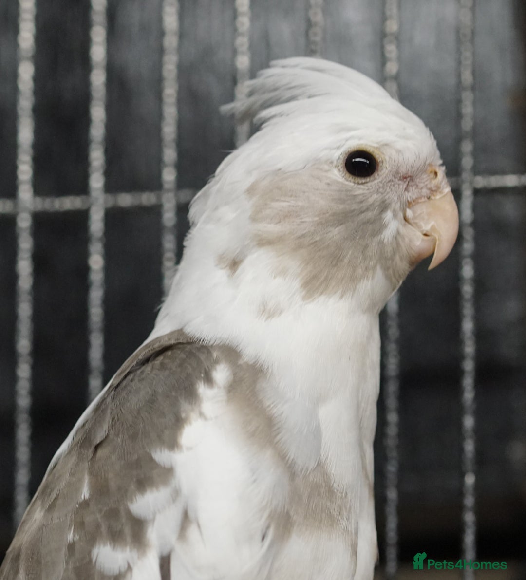 Cockatiels birds for sale: Young Cockatiels - Image 7