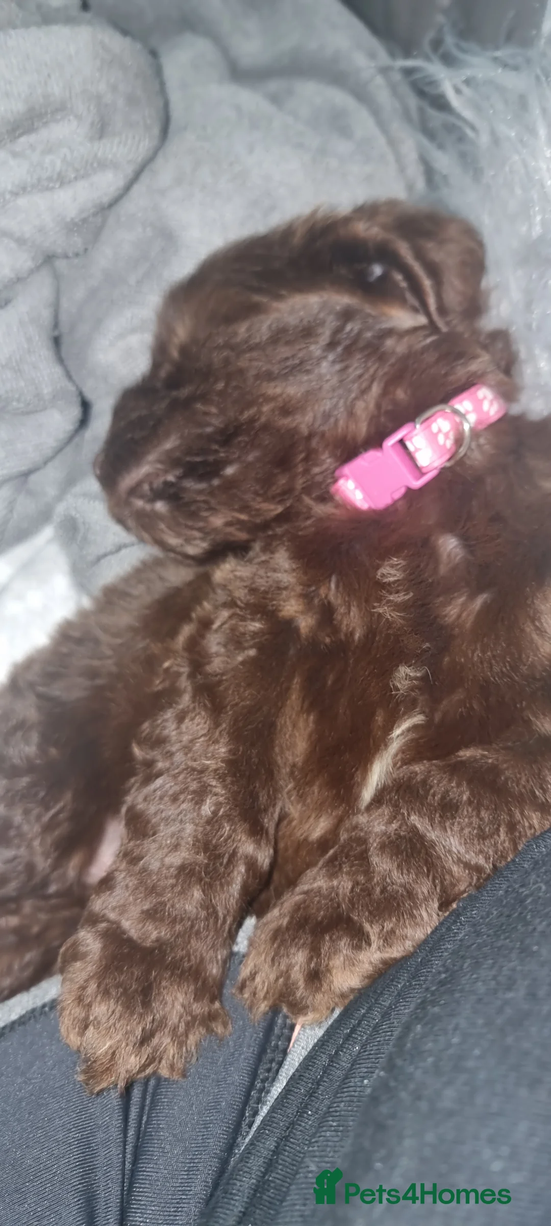Cockapoo dogs for sale: Female 6mths old  - Advert 2