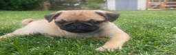 Pug dogs for sale: 🐾 scknz Pug Puppies Available Loving Pet Homes 🐾 - Advert 3