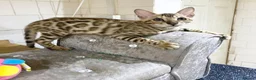 Bengal cats for sale: 🔥✨Pedigree TICA-Registered Bengals - Advert 15