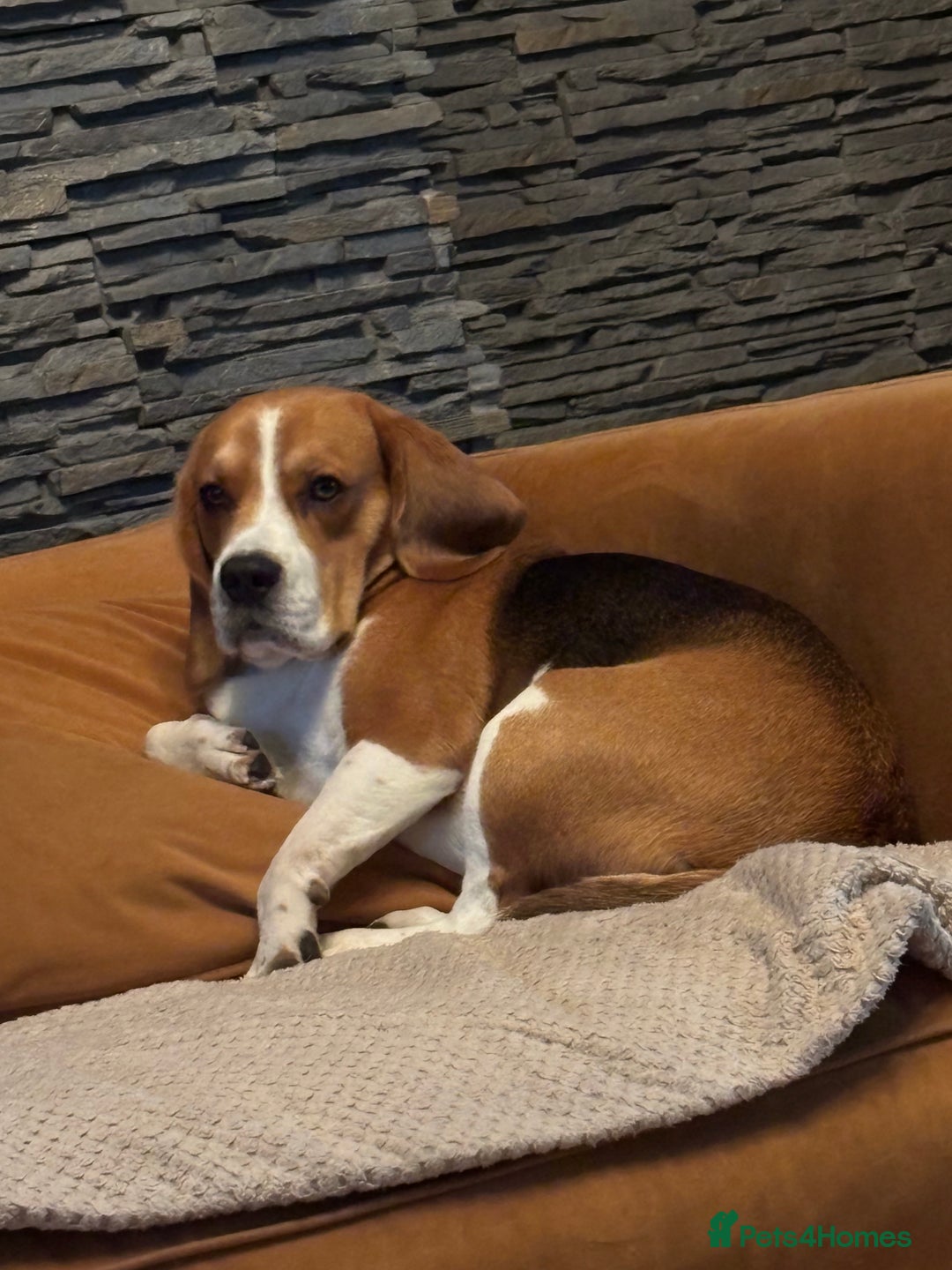 Beagle dogs for stud: Goku Beagle for stud in Sutton-in-Ashfield - Advert 3