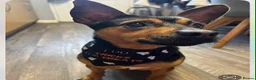 Patterjack dogs for sale: Patter jack 4 years old £100 in Leeds - Advert 2