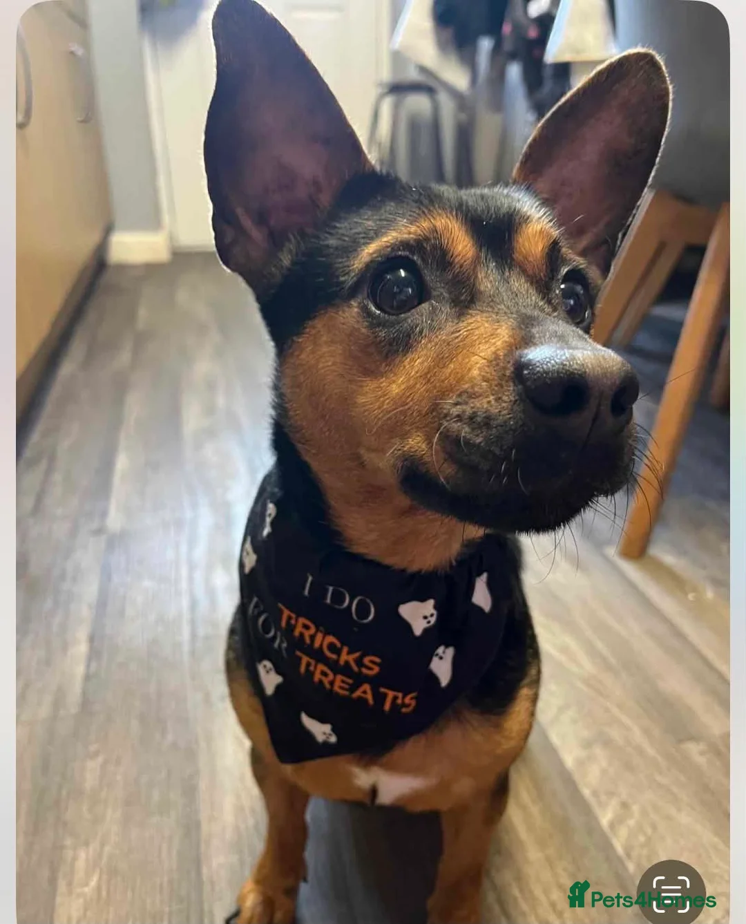 Patterjack dogs for sale: Patter jack 4 years old £100 in Leeds - Advert 2