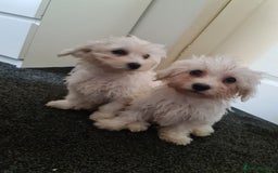 Bichon Frise dogs for sale: 2 Fluffy Bichon Frise puppies looking for a home! - Image 6