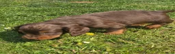 Cocker Spaniel dogs for sale: 🤎 (((READY NOW))) KC Working Cocker Spaniels 🤎 - Advert 25