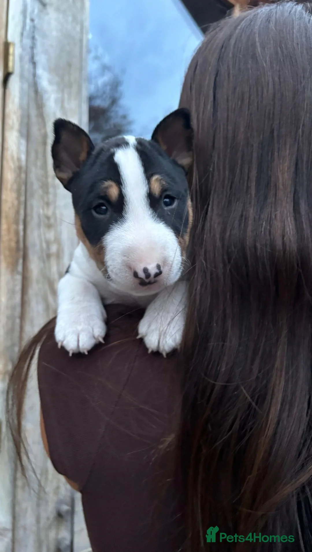 Miniature Bull terrier dogs for sale: Miniature English Bull Terrier - Advert 2