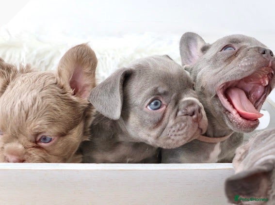 French Bulldog dogs Micro french bulldog puppies  - Advert 1