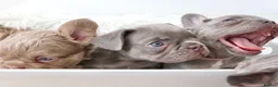 French Bulldog dogs for sale: Micro french bulldog puppies  - Advert 1