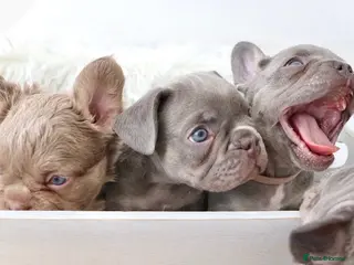 French Bulldog dogs Micro french bulldog puppies - Advert 1