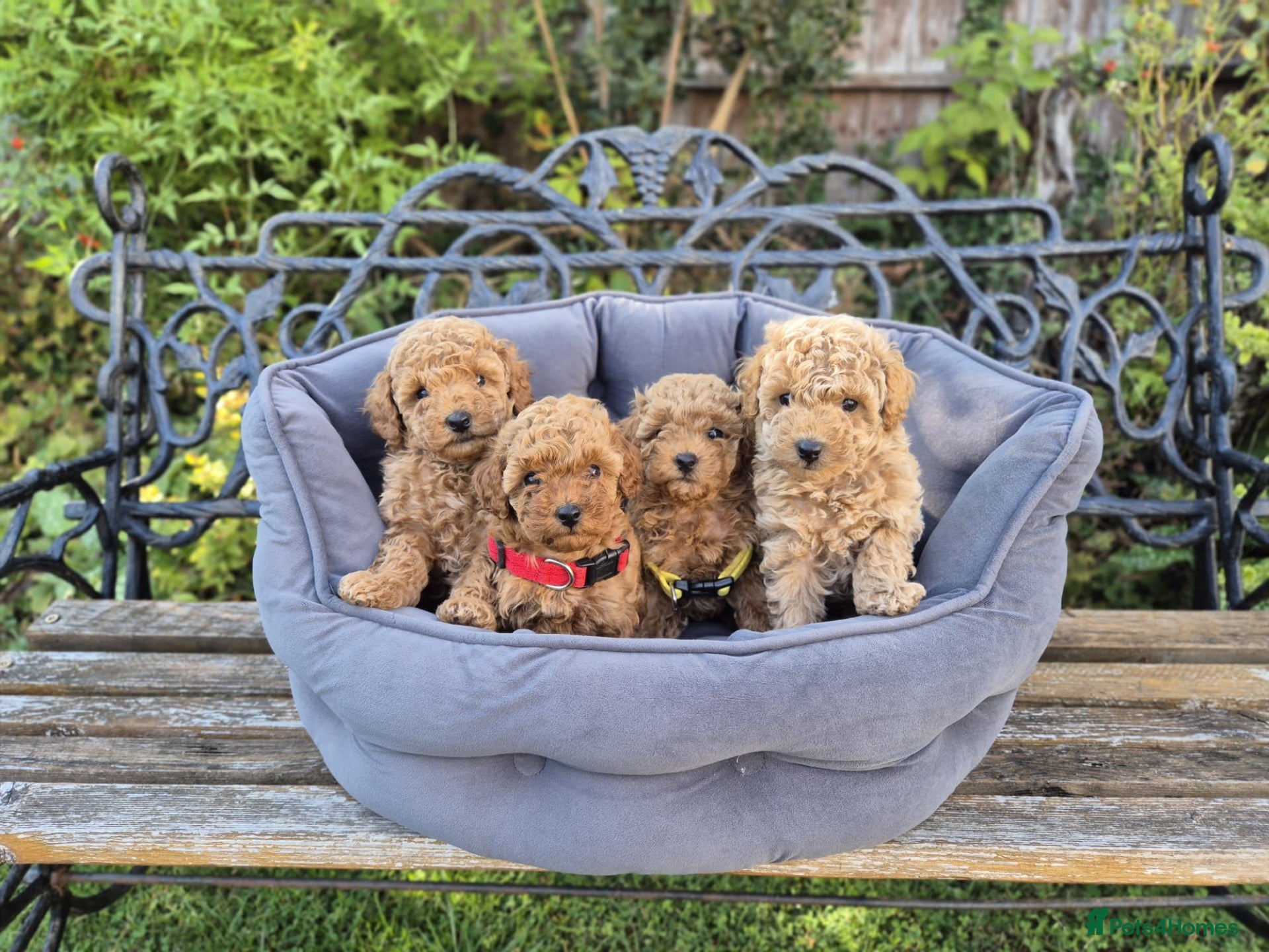 Maltipoo dogs Beautiful Maltipoo Puppies –2 Boys & 2 Girls - Advert 1