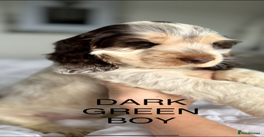Cocker Spaniel dogs - Advert 16