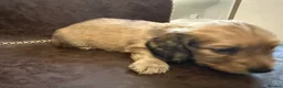 Miniature Dachshund dogs for sale: Exceptional KC Registered Miniature Dachshunds  - Advert 11