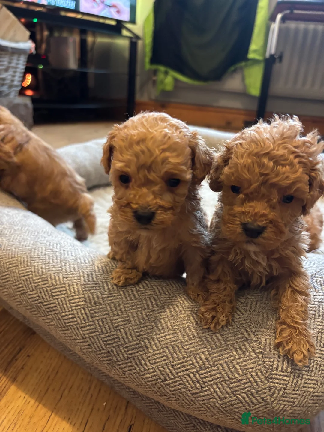 Cockapoo dogs for sale: Beautiful F1B toy poodle Cockapoo puppies  in Hinckley - Advert 6